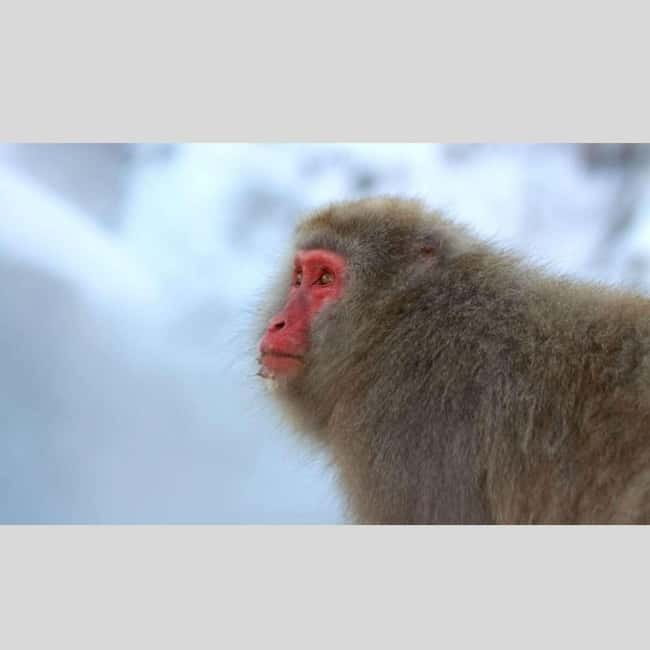 From Tokyo: Snow Monkey Park and Miso Production Day Tour - Jigokudani Monkey Park: the star of the day