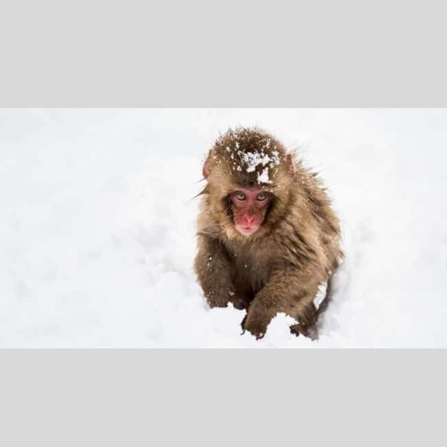 From Tokyo: Snow Monkey Park and Miso Production Day Tour - Matsushiro Castle Ruins and Nagano’s feudal past