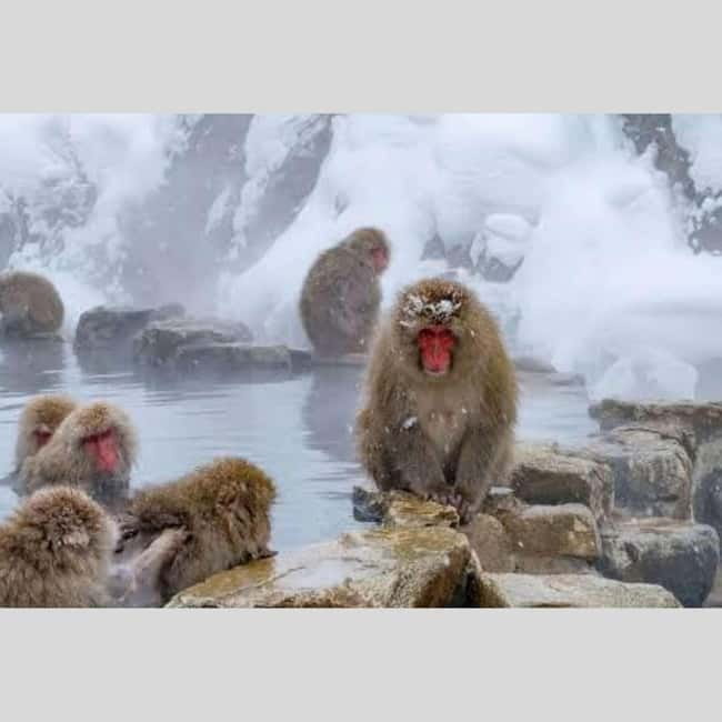 From Tokyo: Snow Monkey Park and Miso Production Day Tour - Obuse: miso, fruit, and a slower town stop