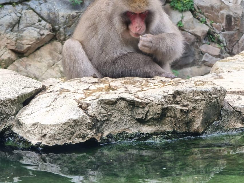 From Tokyo: Snow Monkey Private Customize Day Tour - The real appeal: Nagano’s snow monkeys from Tokyo