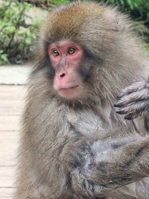 From Tokyo: Snow Monkey Private Customize Day Tour - Jigokudani Snow Monkey Park deserves first priority