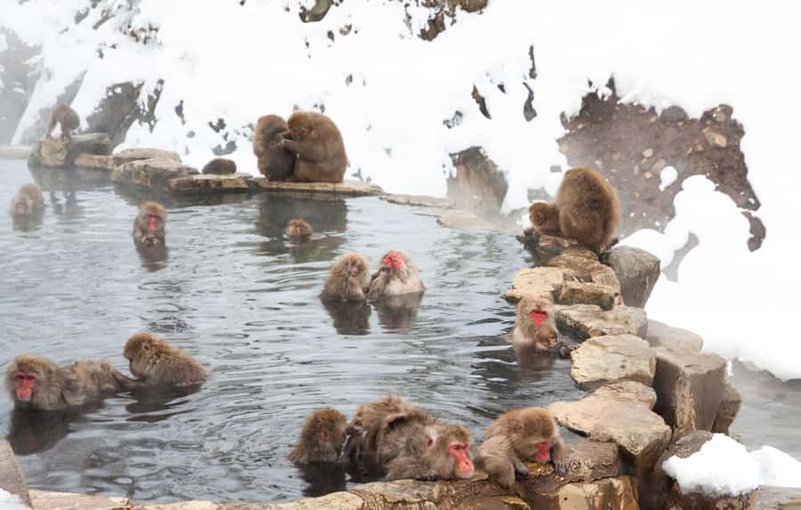 From Tokyo: Snow Monkeys and Zenkoji Temple Day Trip - Why the snow monkeys are worth the long ride