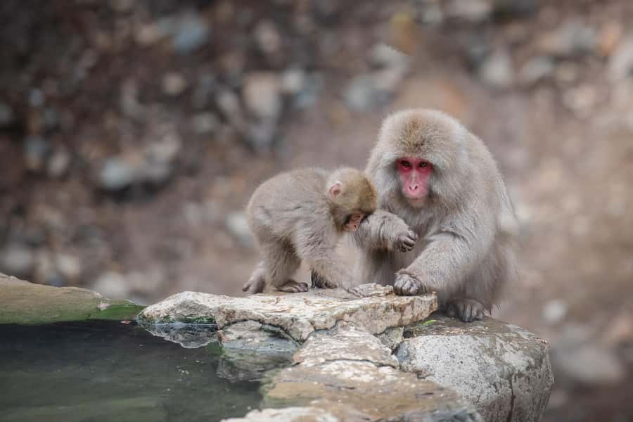 From Tokyo: Snow Monkeys and Zenkoji Temple Day Trip - Weather, clothing, and timing matter