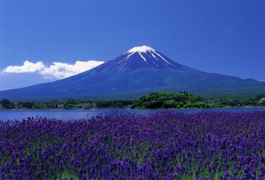 Fuji/Hakone Private Tour, English speaking guide, Photograph - Oishi Park, the shrine, and Saiko Iyashi-no-Sato Nenba