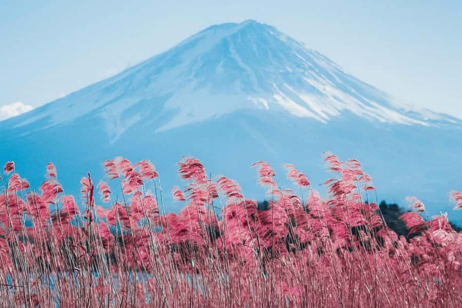 Full-Day Tour to the Picturesque Spots of Mount Fuji - Why this Mount Fuji day trip works