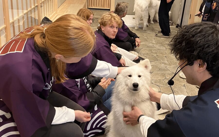 Harajuku : Blend of Tradition & Pop Culture for Family Tour - Meeting micro pigs at mipig cafe Harajuku