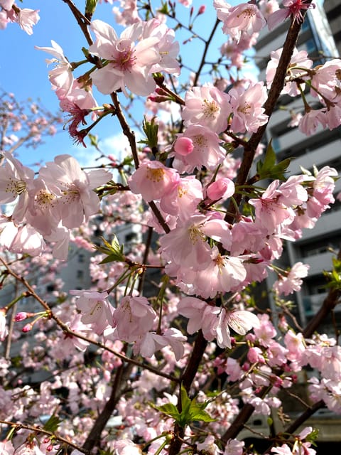 Hidden Gem Food & Drink Night Tour near Roppongi - Is $168 a Fair Price?