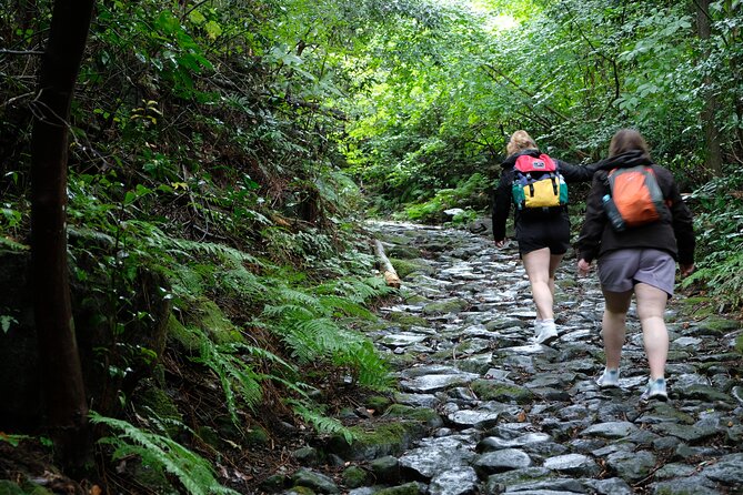 Hike Japan Heritage Hakone Hachiri (Half Day) - Continuing through the forest toward Lake Ashi