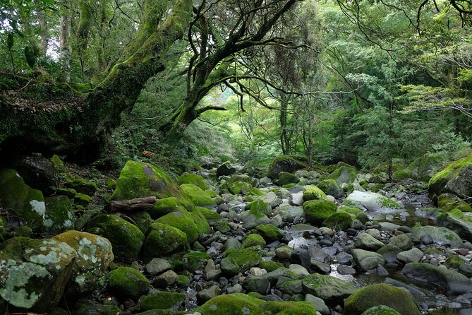Hike Japan Heritage Hakone Hachiri (Half Day) - What the $114.95 price really covers