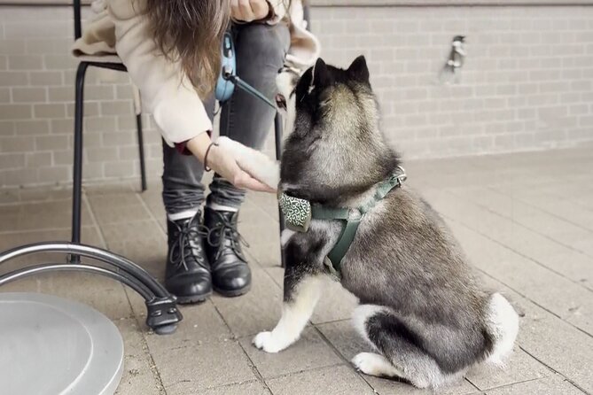 Home Cooking with a Local Host (Optional Shiba Inu Picnic) - What the guide adds to the visit