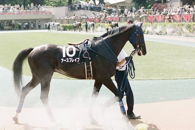 Horse Racing Tour with Local Fans in Tokyo Racecourse - Who Will Enjoy This Racecourse Outing?