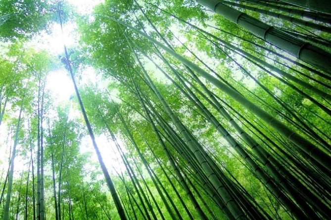 Kamakura Bamboo Forest and Great Buddha Private Tour - Tsurugaoka Hachimangu in the city center