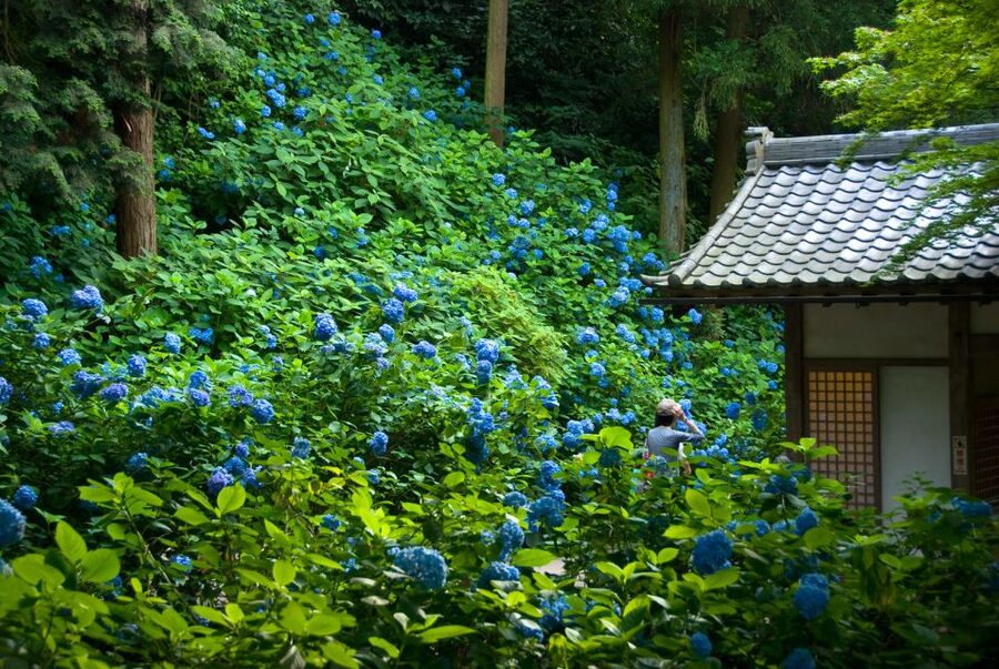 Kamakura: Great Buddha, Hase Temple, & Komachi Street Tour - Riding the Enoden small train