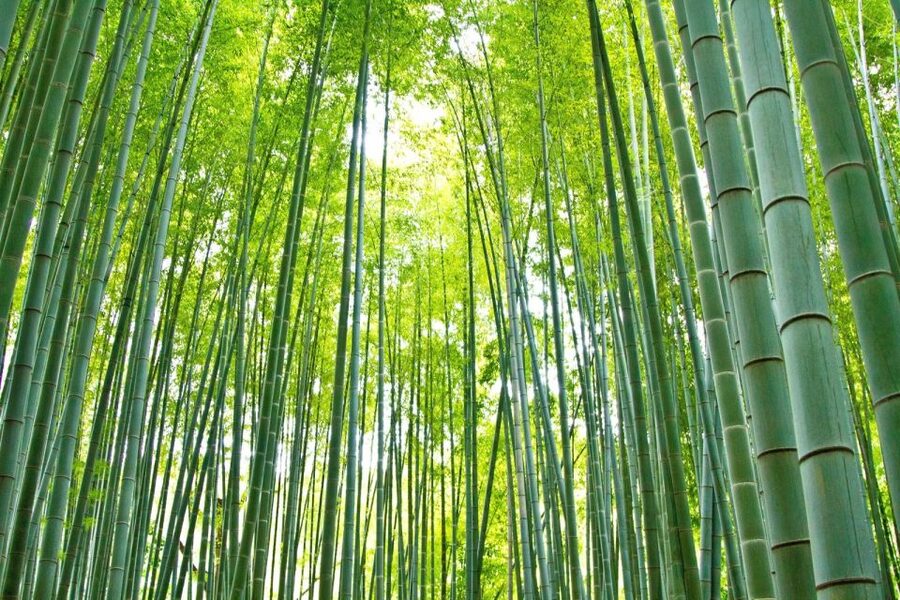 Kamakura: Great Buddha, Hase Temple, & Komachi Street Tour - The Hokokuji Bamboo Forest option