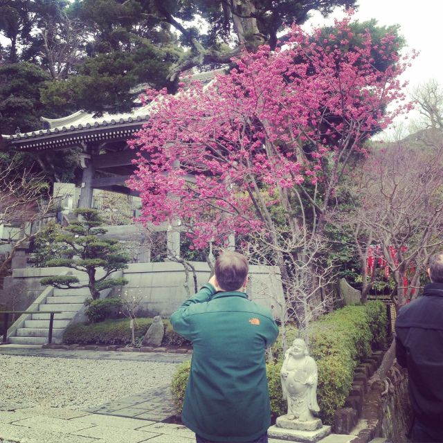 Kamakura: Great Buddha, Hase Temple, & Komachi Street Tour - Tsurugaoka Hachimangu and Kamakura’s Shinto side