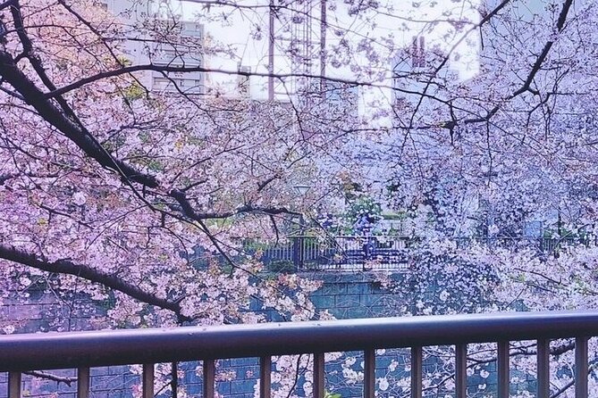 Licensed Guide Tokyo Meguro Cherry Blossom Walking Tour - Following the Meguro River from Naka-Meguro