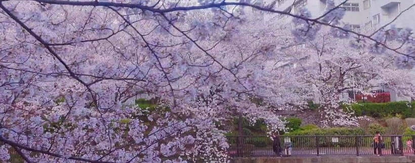 Licensed Guide Tokyo Meguro Cherry Blossom Walking Tour - Who should book this walk?