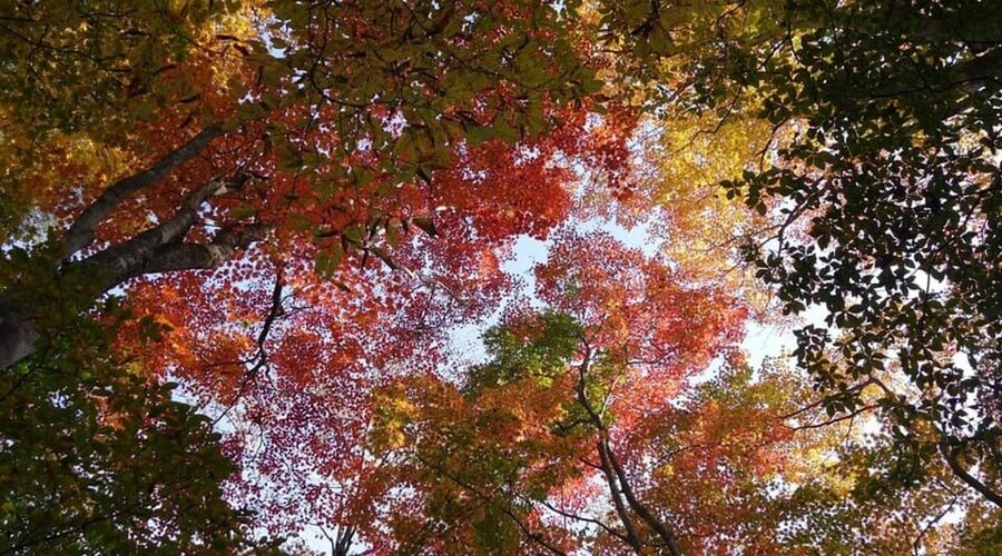 Luxury Nikko Gateway;Private Guided tour - Who will get the most from this tour