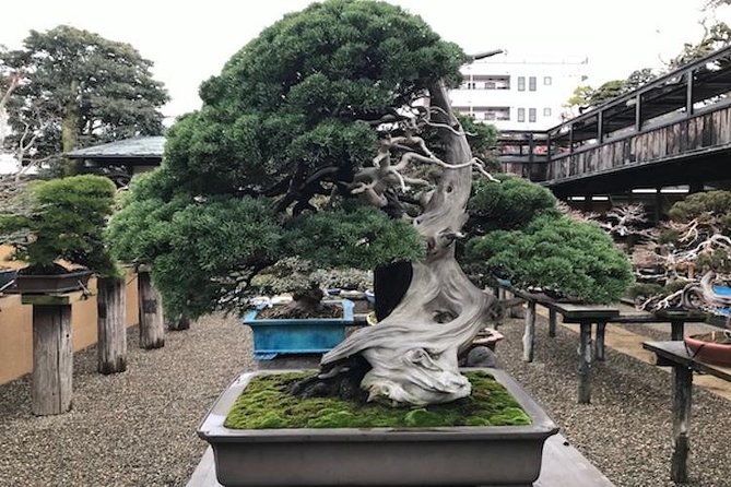 Make Your Own Bonsai with a Professional Bonsai Artist in Tokyo - Why shaping a living tree makes this more than a museum visit