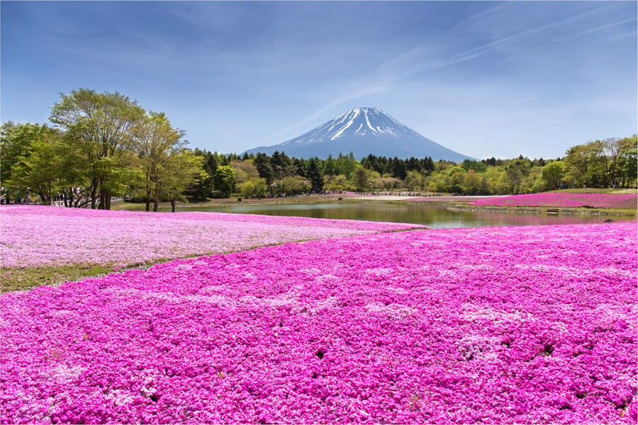 Mount Fuji and Hakone Tour with Personal Driver & Transport