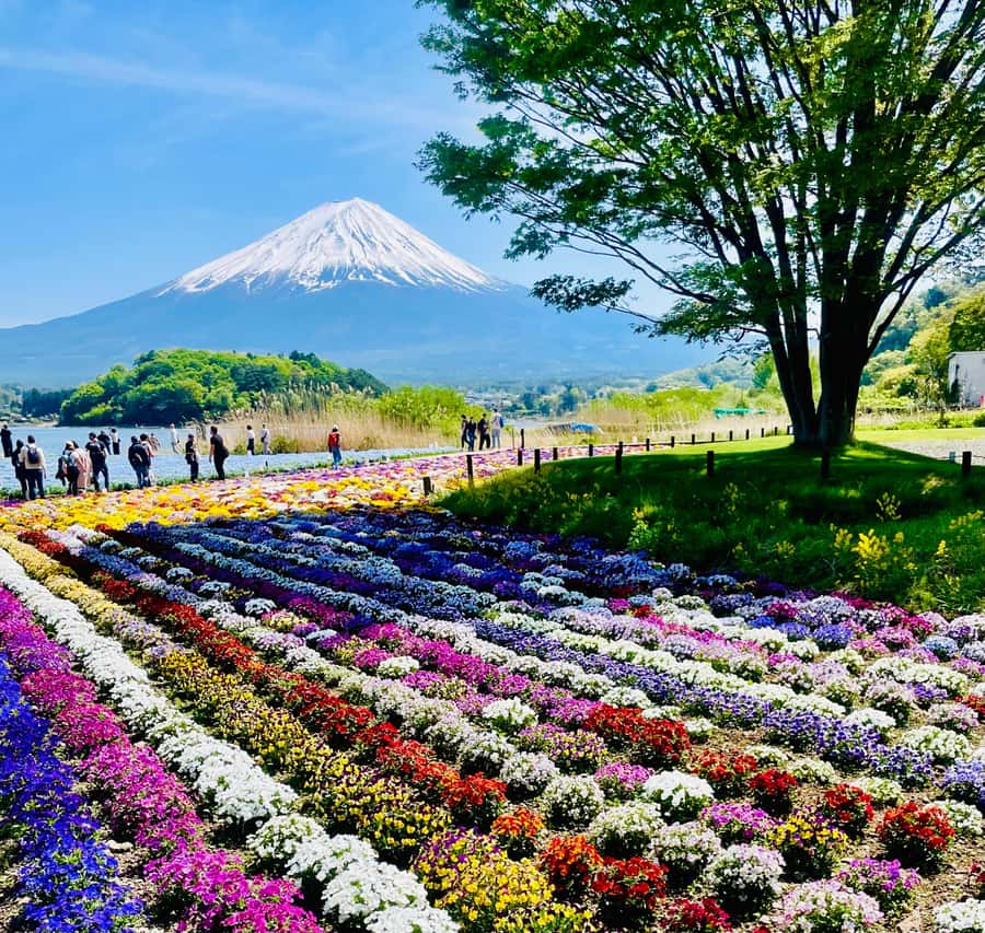Mount Fuji One Day Private Tour With English Speaking Driver - Oishi Park and the wide lake view