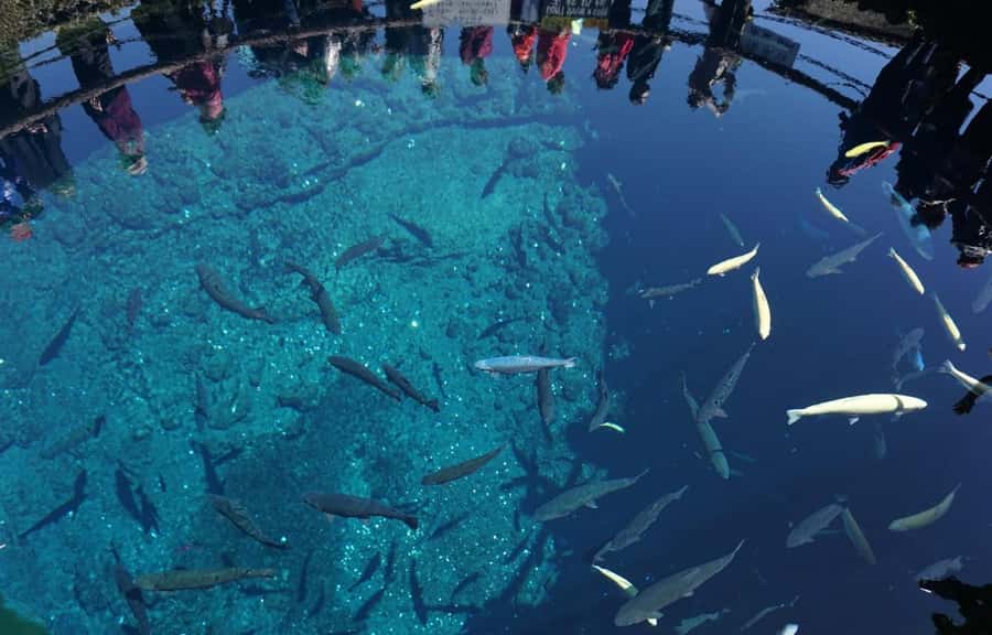 Mt. Fuji 6 Attractions Tour: Lake Kawaguchi, Oshino Hakkai - Oshino Hakkai and the mountain’s clear water