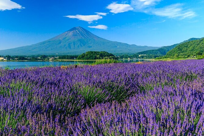 Mt. Fuji Area Tour Tokyo DEP: English Speaking Driver, No Guide - Oshino Hakkai and its eight spring ponds