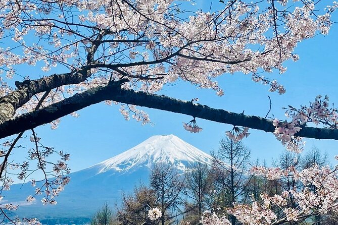 Mt. Fuji, Cherry Blossom & Shiba Sakura Pvt. Day Tour - Chureito Pagoda and the classic Fuji photograph