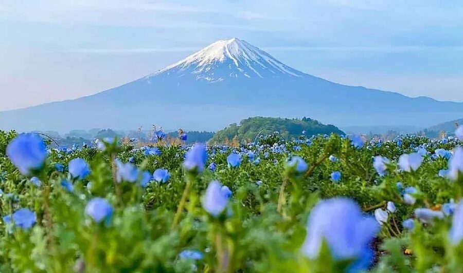 Mt. Fuji & Lake Kawaguchiko Ropeway Panorama Full-Day Tour - Why this Mt. Fuji day trip works well from Tokyo