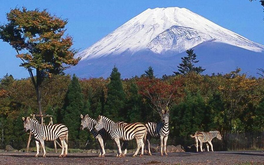Mt Fuji : Private 10-Hour Luxury Tour by Exclusive Car - Key points to know before booking