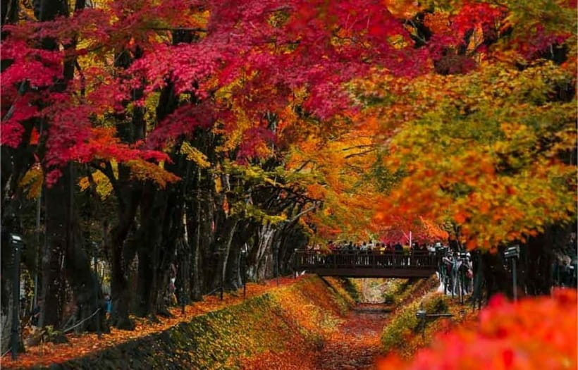 Mt Fuji Top 5 Spots Day Tour: Arakurayama Park,Oshino Hakkai - Oishi Park and the seasonal finish