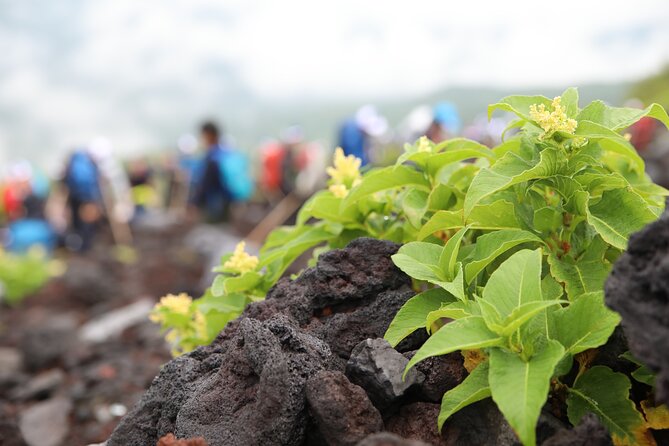 Mt.Fuji Trekking 1 Day Tour up to the summit - Timing, availability, and cancellation