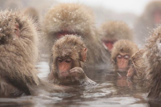 Nagano Snow Monkey 1 Day Tour with Beef Sukiyaki Lunch from Tokyo - Key points to know before you book