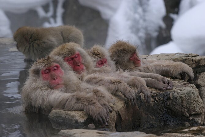 Nagano Snow Monkey 1 Day Tour with Beef Sukiyaki Lunch from Tokyo - Why the snow monkeys are worth the long ride