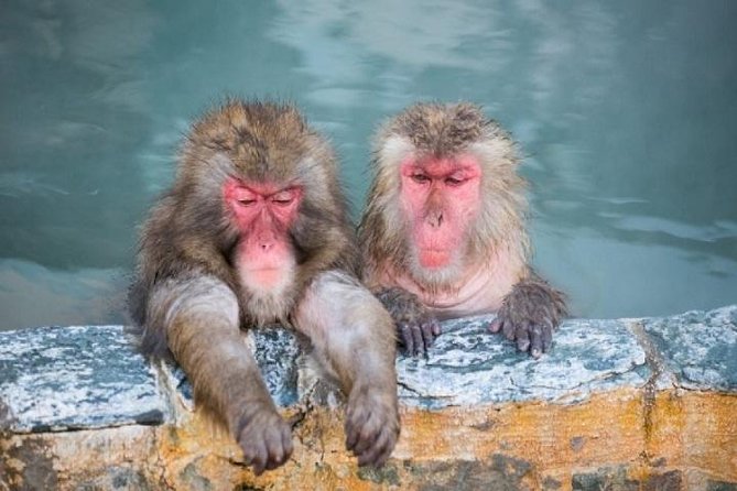 Nagano Snow Monkey 1 Day Tour with Beef Sukiyaki Lunch from Tokyo - Shinshu Fruitsland and the sukiyaki lunch