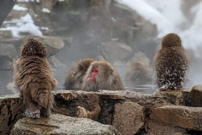 Nagano Snow Monkey 1 Day Tour with Beef Sukiyaki Lunch from Tokyo - The 8:00 a.m. Shinjuku meeting point