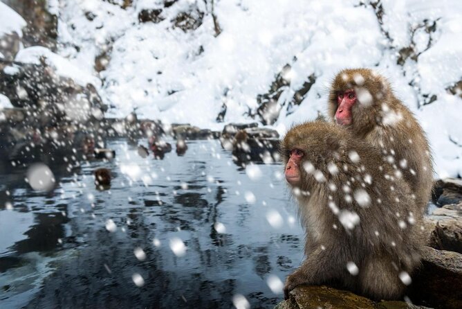 Nagano Snow Monkey 1 Day Tour with Beef Sukiyaki Lunch from Tokyo - Walking into Jigokudani Monkey Park