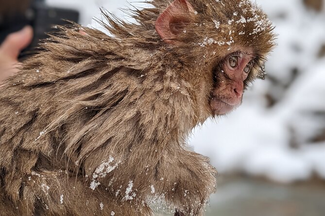 Nagano Snow Monkey 1 Day Tour with Beef Sukiyaki Lunch from Tokyo - The seasonal Kamakura no Sato stop