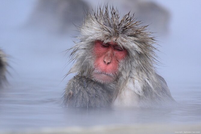 Nagano Snow Monkey 1 Day Tour with Beef Sukiyaki Lunch from Tokyo - The guides and the long return to Tokyo