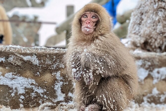 Nagano Snow Monkey 1 Day Tour with Beef Sukiyaki Lunch from Tokyo - What the $151.96 price really covers