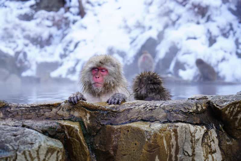 Nagano: Snow Monkeys, Zenkoji Temple & Sake Day Trip - Key points to know before booking