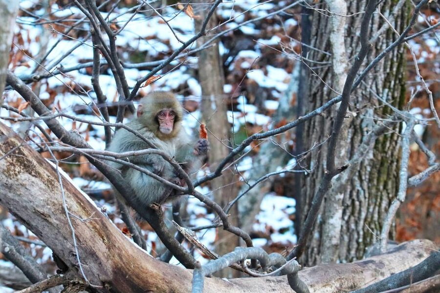 Nagano: Snow Monkeys, Zenkoji Temple & Sake Day Trip - Why the snow monkeys are worth the long ride