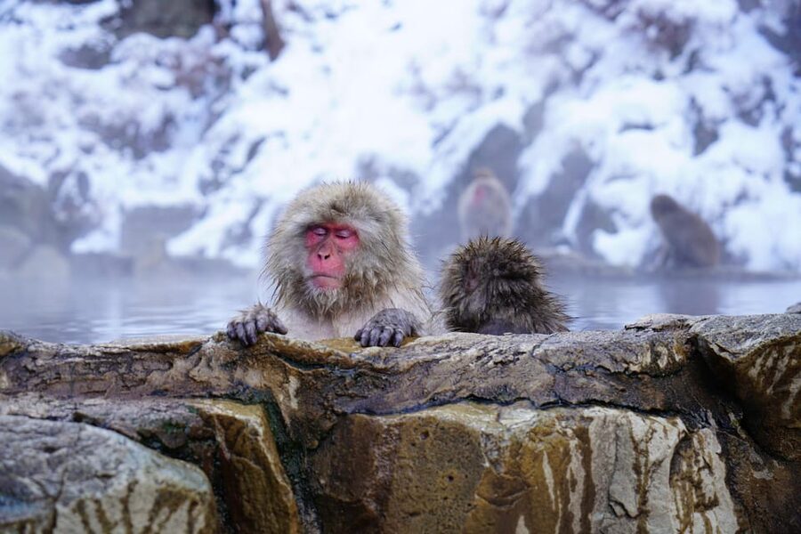 Nagano: Snow Monkeys, Zenkoji Temple & Sake Day Trip - Zenkoji Temple and the search for the key to paradise
