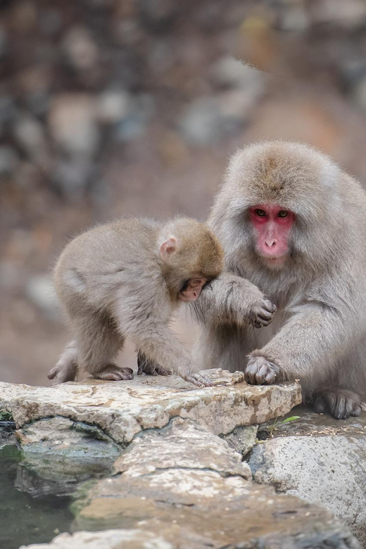 Nagano: Snow Monkeys, Zenkoji Temple & Sake Day Trip - Obuse, chestnuts, Hokusai, and a slower local stop