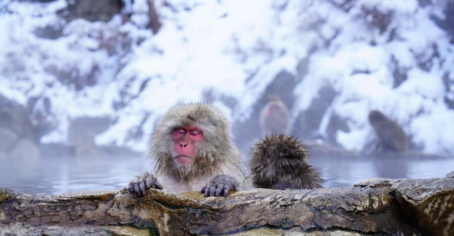 Nagano: Snow Monkeys, Zenkoji Temple & Sake Day Trip - Building a sensible day from the available stops