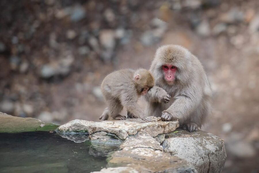Nagano: Snow Monkeys, Zenkoji Temple & Sake Day Trip