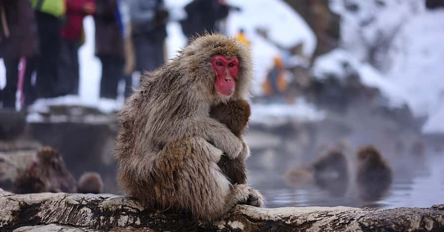 Nagano/Tokyo: Snow Monkey and Zenkoji Temple Private Tour - Key points to know before booking