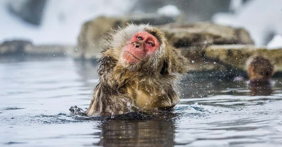 Nagano/Tokyo: Snow Monkey and Zenkoji Temple Private Tour - Build a realistic route before you leave Tokyo