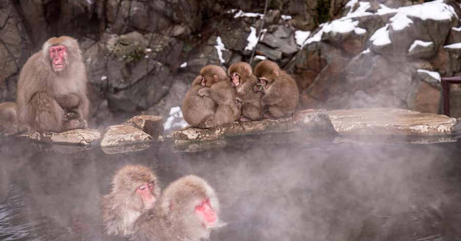 Nagano/Tokyo: Snow Monkey and Zenkoji Temple Private Tour - Why the snow monkeys make this long day worthwhile