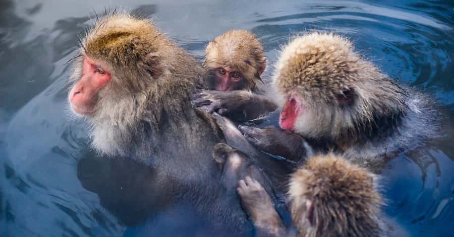 Nagano/Tokyo: Snow Monkey and Zenkoji Temple Private Tour - Yamanochi offers mountain scenery and wooden buildings